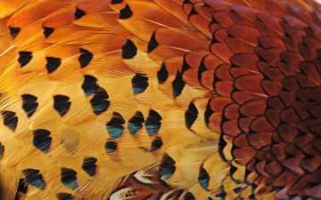 Картинка разное перья окрас текстура птица