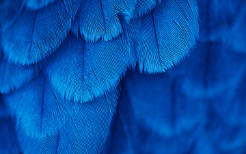 Картинка разное перья птица синие текстура