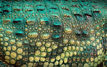 Картинка разное текстуры крокодил текстура окрас рептилия кожа
