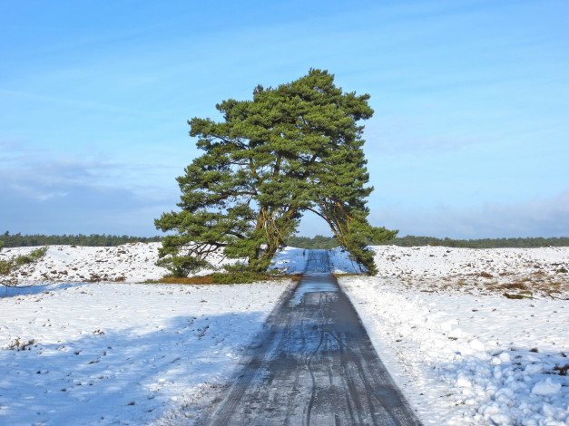 Обои картинки фото природа, дороги, снег, дорога, дерево, поле, небо, весна