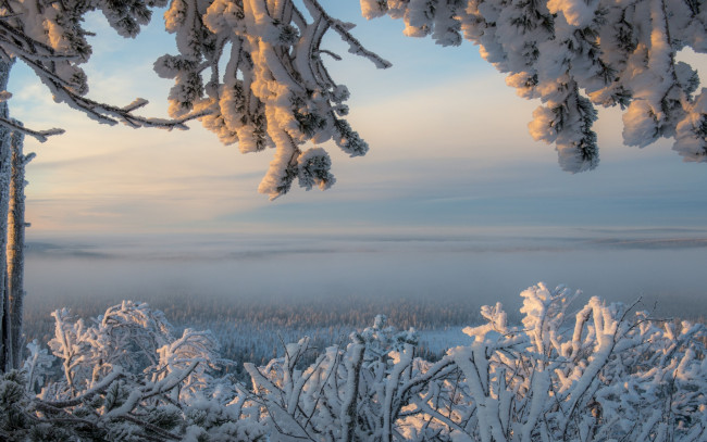 Обои картинки фото природа, зима, ветки, туман, снег