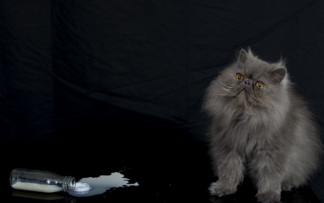 Обои картинки фото животные, коты, пушистый, кот, персидская, кошка, бутылка, молоко