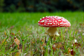 Картинка природа грибы +мухомор листья шляпка трава гриб