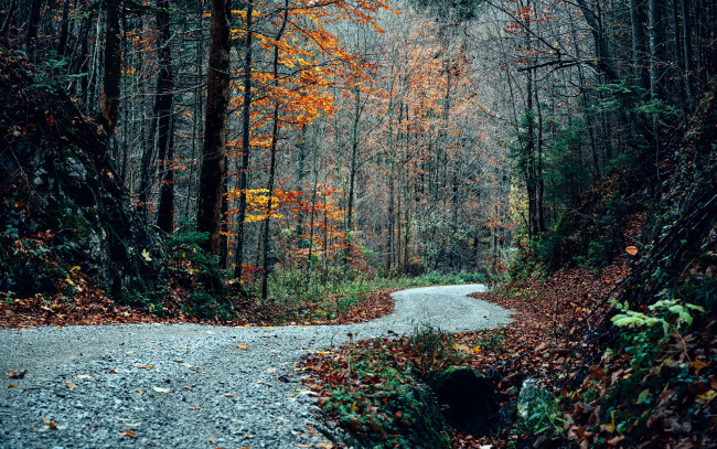 Обои картинки фото природа, дороги, листопад, осень, дорога, лес