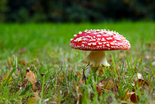 Обои картинки фото природа, грибы,  мухомор, листья, шляпка, трава, гриб