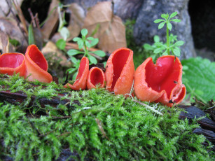 обоя природа, грибы, грибы-чаши, красные, растения