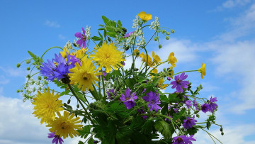 Картинка цветы луговые+ полевые +цветы лютики васильки герань одуванчики