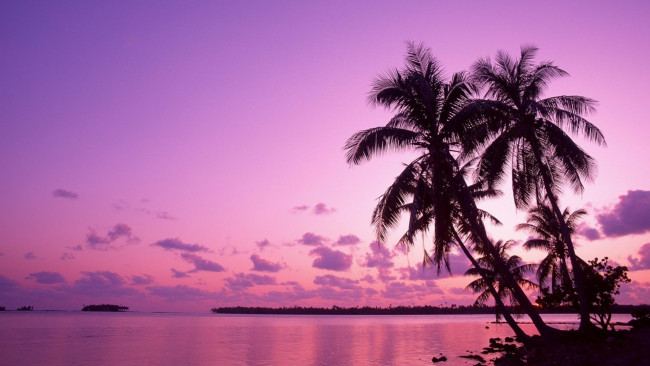 Обои картинки фото природа, тропики, пальмы, море, закат, небо, облака