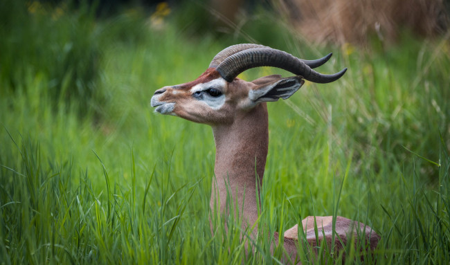 Обои картинки фото gerenuk, животные, антилопы, гаренук, антилопа, китопарнокопытные, полорогие, млекопитающие, гаренуки