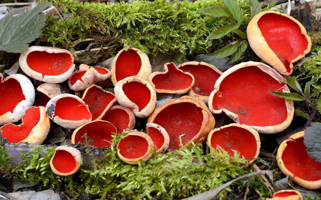 Обои картинки фото природа, грибы, грибы-чаши, мох, коряга