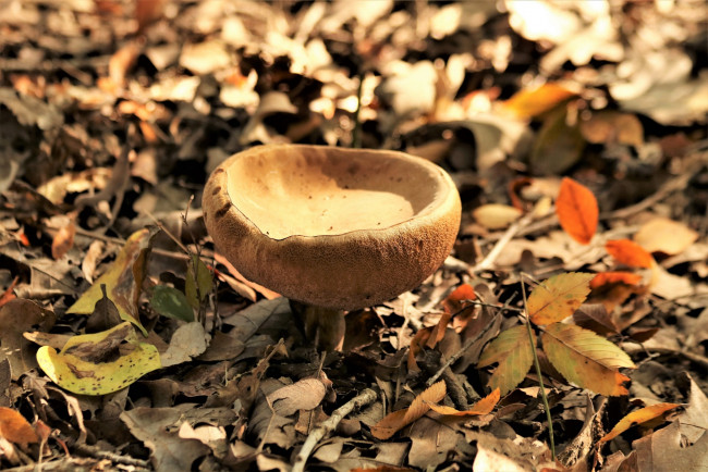 Обои картинки фото природа, грибы, гриб-чаша, желтый, листья, осень