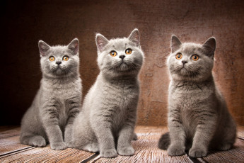 Картинка британская+короткошёрстная животные коты британская короткошёрстная кот фауна дикая природа