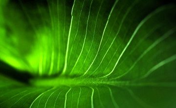 Картинка природа листья лист зеленый