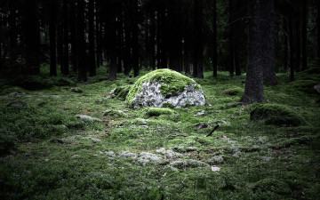 Картинка природа лес мох камень