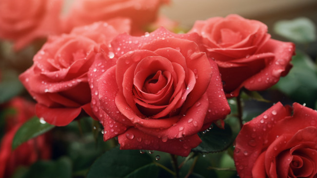 Обои картинки фото цветы, розы, розовые, макро, капли