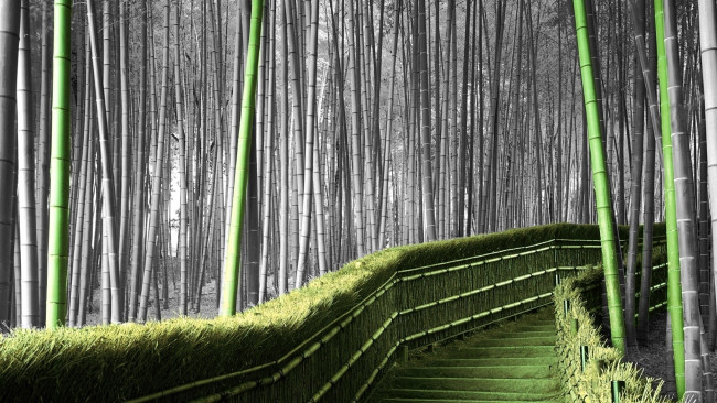 Обои картинки фото природа, лес, бамбук, лестница