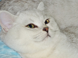 Картинка животные коты кошка кот морда взгляд