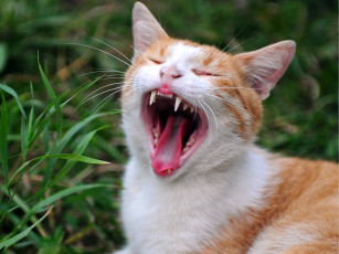 Картинка животные коты кошка кот язык зубы пасть зевота