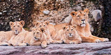 Картинка животные львы львица малыши