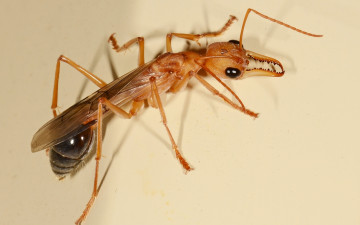 Картинка животные насекомые фон насекомое муравей лапы крылья усики