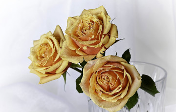 Картинка цветы розы желтый капли