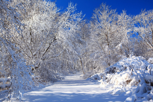 Обои картинки фото природа, зима, дорога, деревья, снег