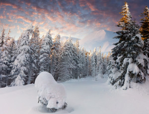 Картинка природа зима горы ели деревья снег лес