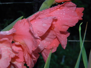 Картинка цветы гладиолусы розовый капли