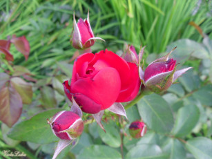 Картинка цветы розы розовый бутоны куст