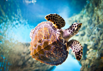 Картинка животные Черепахи вода море