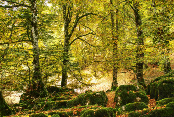Картинка испания наварра природа лес