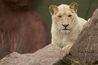 Картинка животные львы камни львица кошка