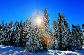 Картинка природа зима солнце снег ели