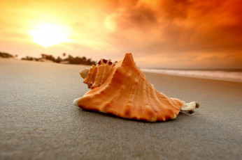 Картинка разное ракушки кораллы декоративные spa камни закат песок пляж