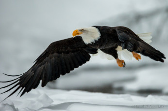 Картинка животные птицы хищники орёл полёт крылья