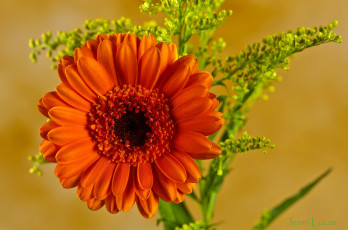 Картинка цветы герберы оранжевый