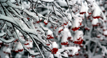 Картинка природа Ягоды рябина снег ветки