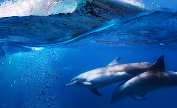 обоя животные, дельфины, вода, море