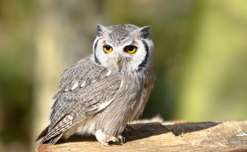 Картинка животные совы bird look owl взгляд сова птица