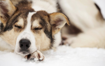 Картинка животные собаки собака сон
