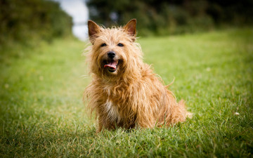 Картинка животные собаки собака трава газон
