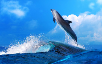 Картинка животные дельфины море