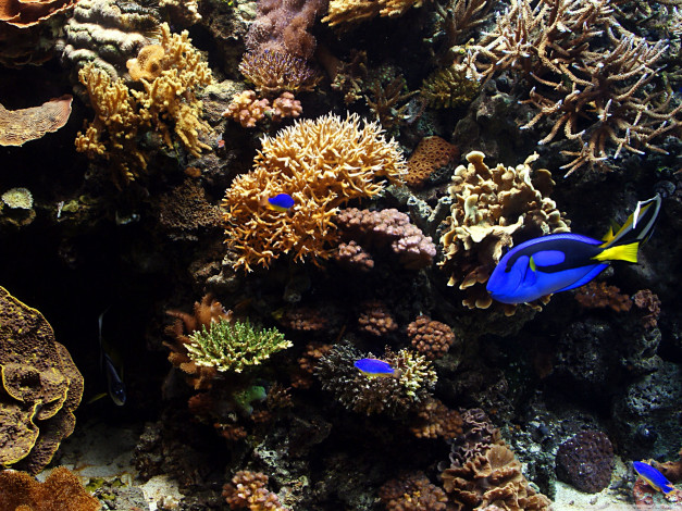 Обои картинки фото животные, рыбы, камень, кораллы, рыбки