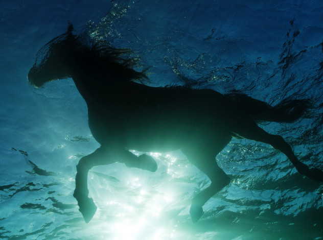 Обои картинки фото животные, лошади, силуэт, вода, плавание