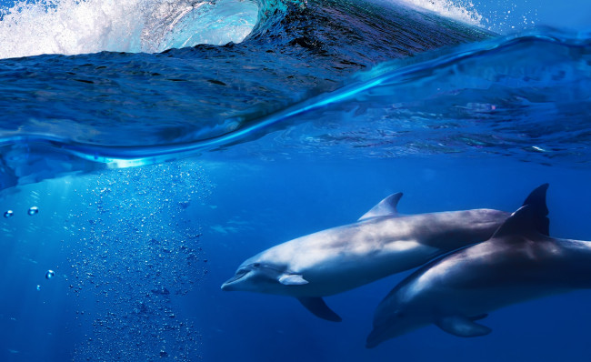 Обои картинки фото животные, дельфины, вода, море