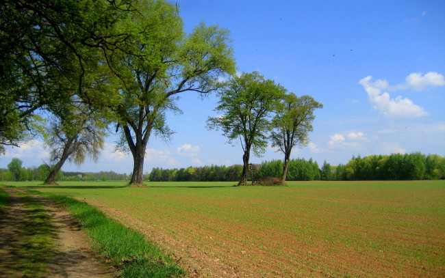 Обои картинки фото природа, поля, дорога, деревья, поле