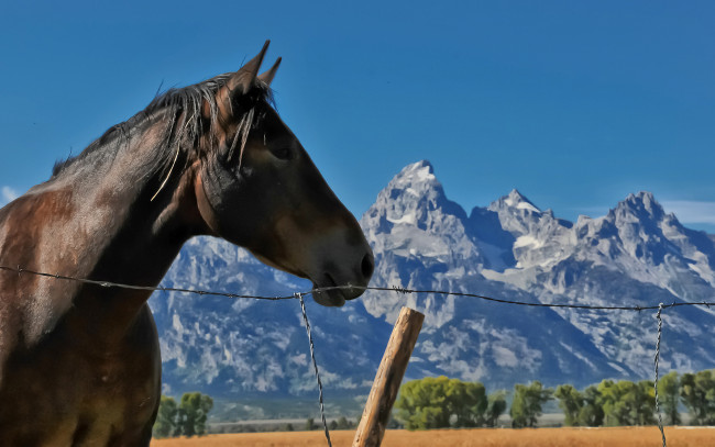 Обои картинки фото животные, лошади, конь, профиль, небо, забор, горы, столб, колючая, проволка