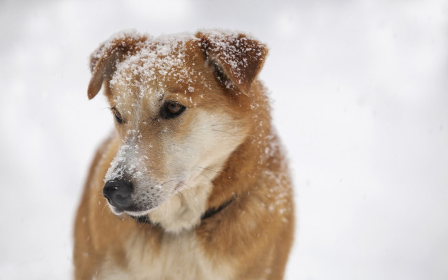 Обои картинки фото животные, собаки, собака, зима, взгляд