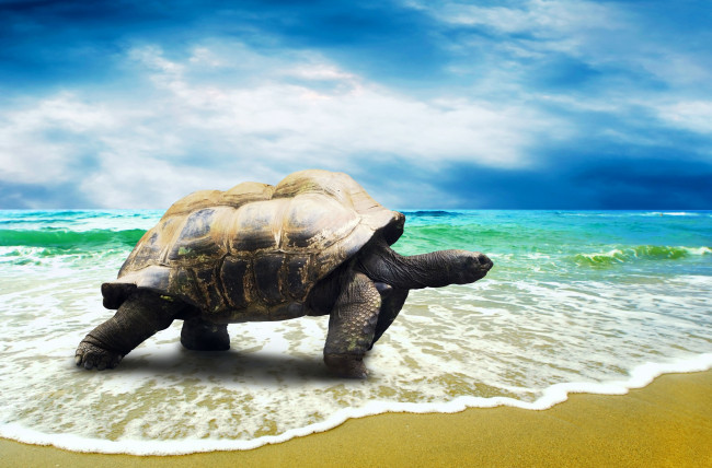 Обои картинки фото животные, Черепахи, море