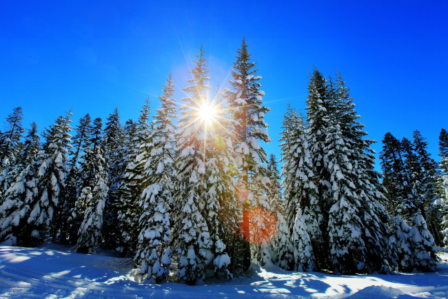 Обои картинки фото природа, зима, солнце, снег, ели
